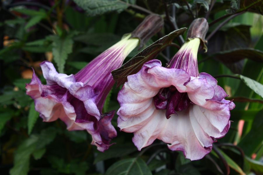 Double Purple Angel's Trumpet, Purple Hindu Datura, Devil's Trumpet, Horn of Plenty,Datura fastuosa 'Double Purple', D. metel, copyright � almostedenplants.com